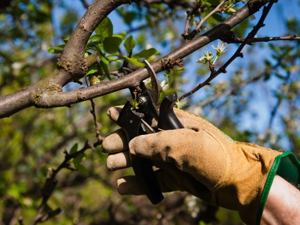 cherry pruning