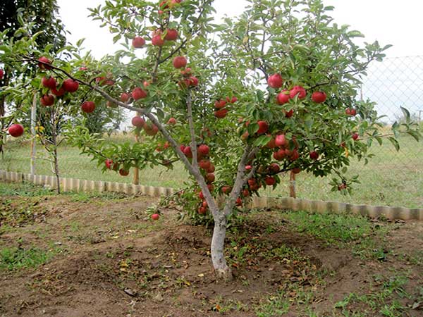 apple tree liberty