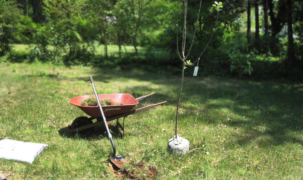 planting an apple tree