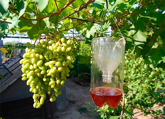 protección de las uvas contra las avispas