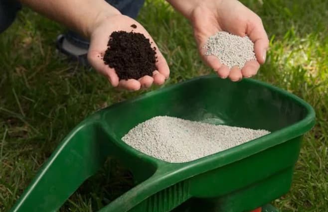 fertilizer for watermelon