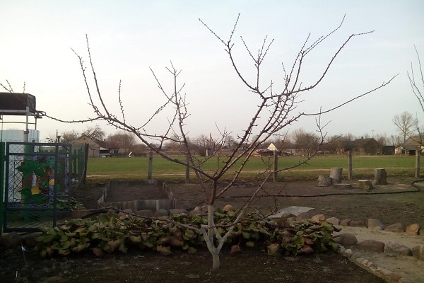 árbol recortado