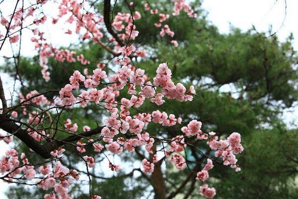 apricot blossom