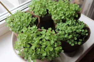 Comment faire pousser de la roquette à partir de graines en hiver à la maison sur un rebord de fenêtre, la plantation et les soins