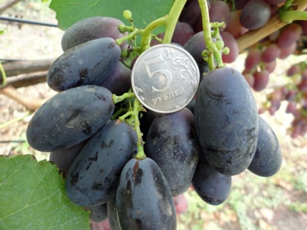 el tamaño de las uvas es grande