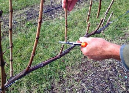 suppression d'une branche