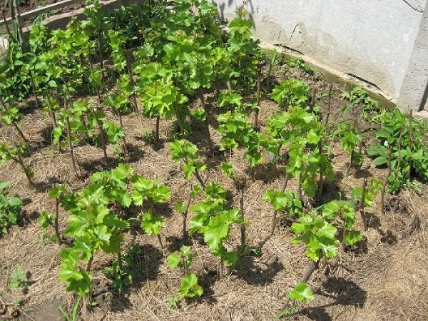 plantation de raisins