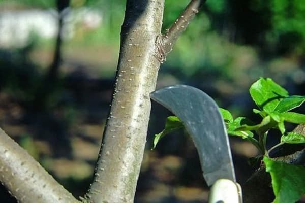 cuchillo en una rama