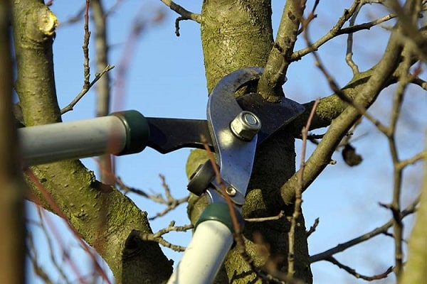 trimming wood