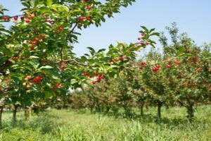 Descripción de las mejores variedades de cerezas enanas, plantación y cuidado, lucha contra enfermedades.