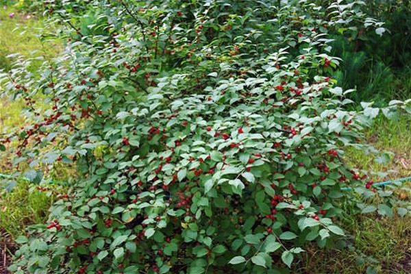 características de la cereza