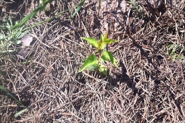 seedling shoot