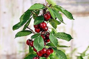 Description and characteristics of varieties of columnar cherries, planting and care, how to prune