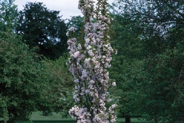 flor de primavera