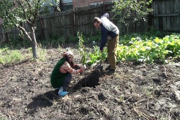 plantar un árbol