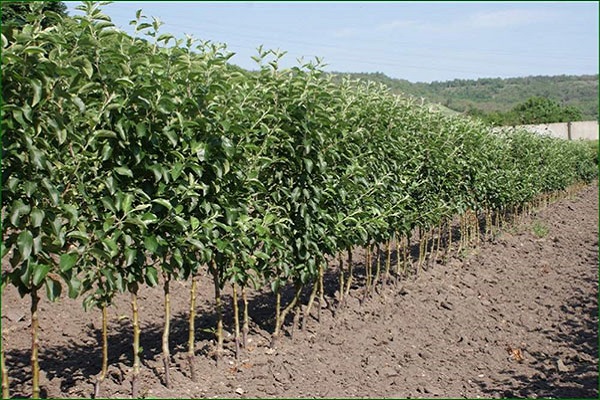 berry seedlings