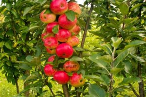 Het kweken en verzorgen van een zuilvormige appelboom, op welke afstand te planten