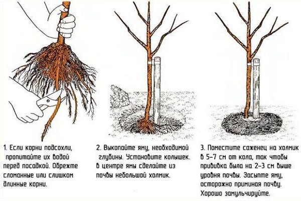 คำแนะนำอย่างมืออาชีพ