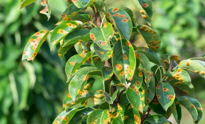 rust on the leaves