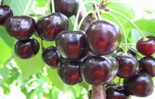 Cereza negra de Leningrado