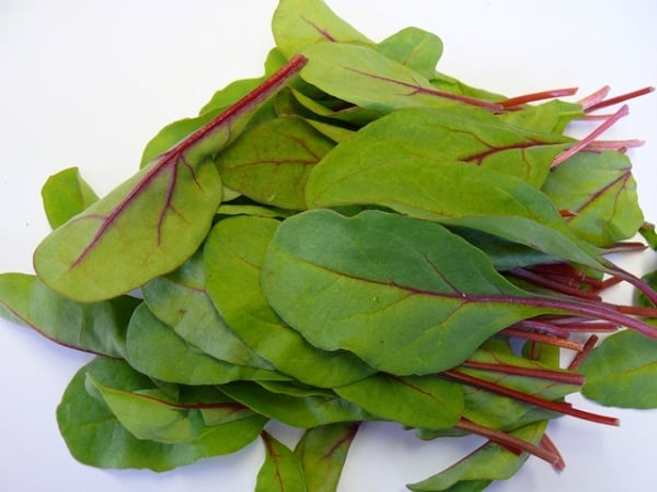 Schweizisk chard salat