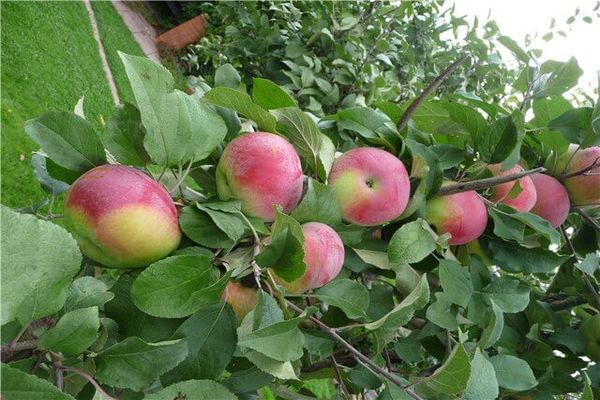 variedad de manzana