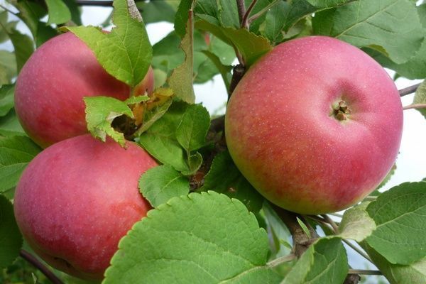 pommes sur une branche