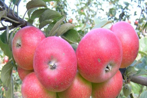 pommes fruit