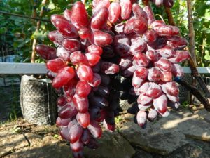 Description and characteristics of the Baikonur grape variety, cultivation features and selection history