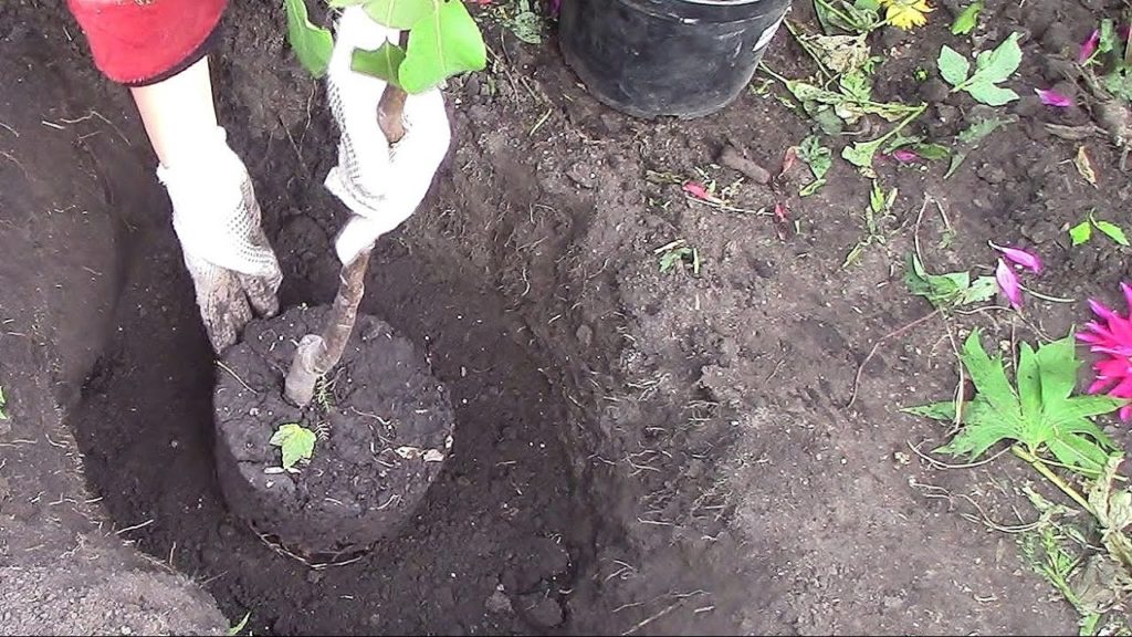 planting an apple tree