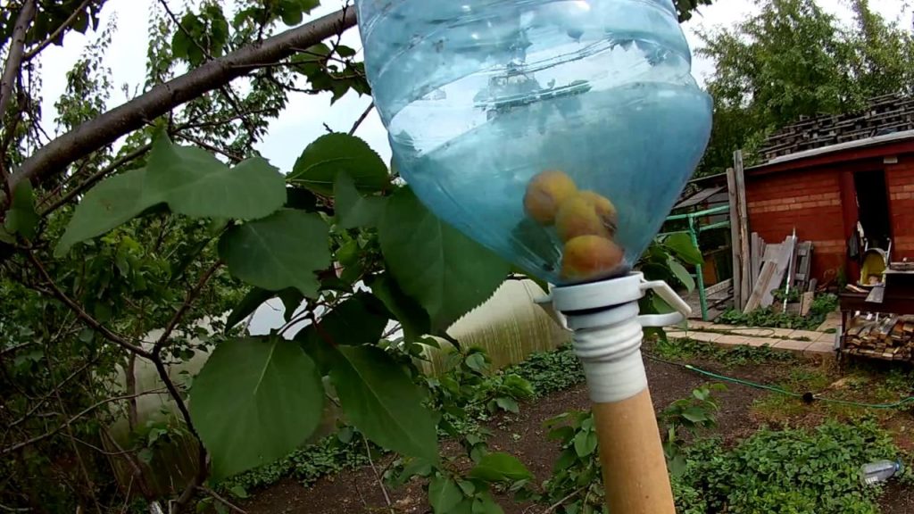 picking apricots