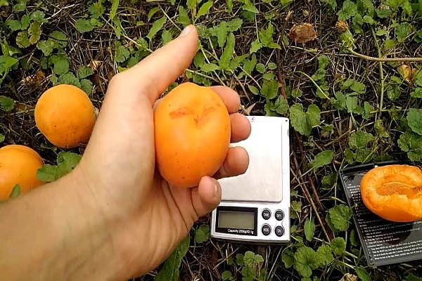 harvested crop