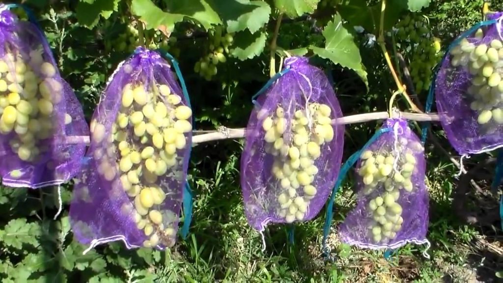 protection des raisins contre les guêpes