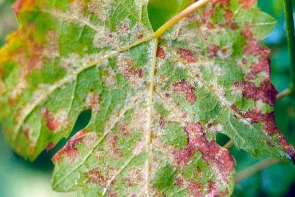 leaf damage