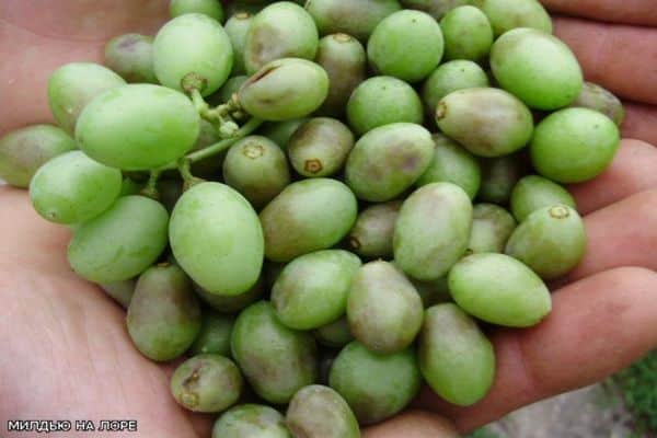 mildew on grapes