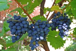 Cómo procesar y rociar uvas del moho para tratar y combatir enfermedades