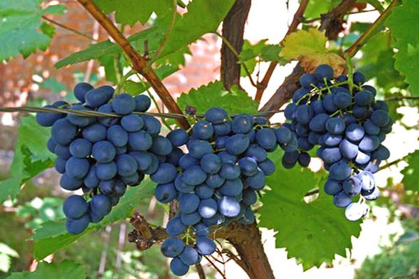 uvas en las ramas