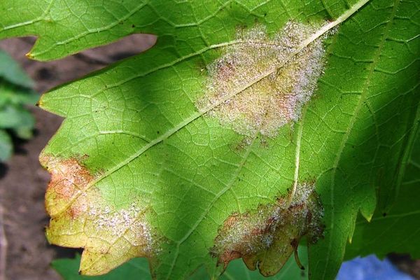 mildew on a leaf