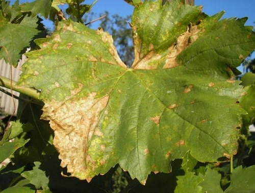 le feuillage des raisins s'assèche