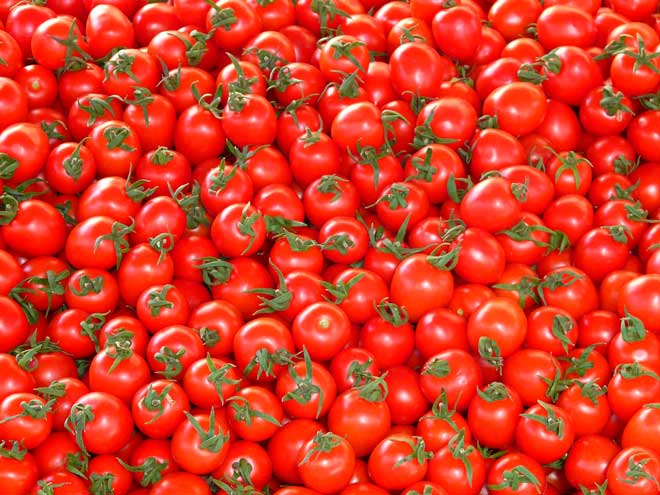 ripe tomatoes