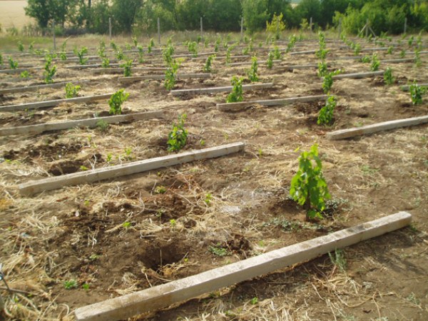 sediment grožđa