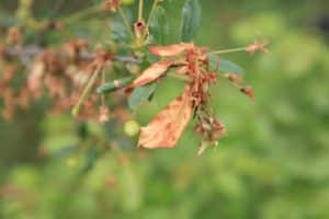 Causas de la moniliosis cereza y cómo curar una quemadura con medicamentos y remedios caseros.