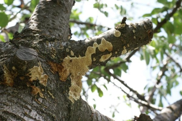 manchas en la corteza