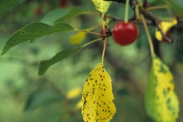 sweetish fruit