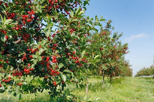 berries have blossomed