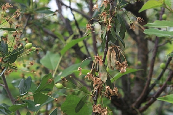 thinning twigs