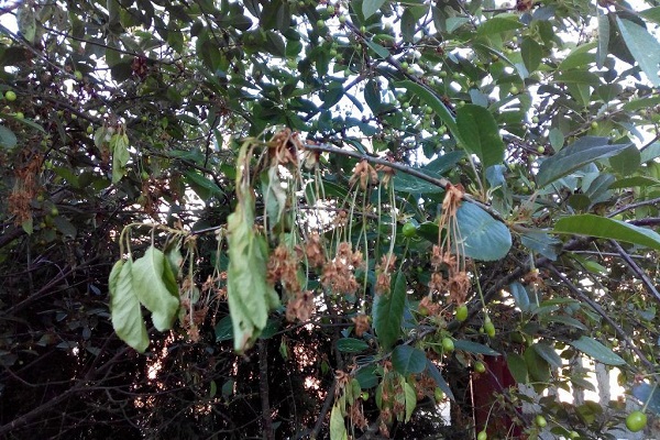 frozen leaves