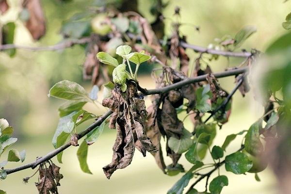 dried fruits