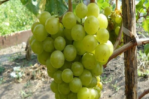 early ripening varieties