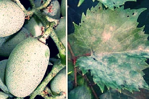 mold on grapes